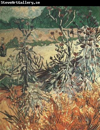 Vincent Van Gogh Thistles (nn04)